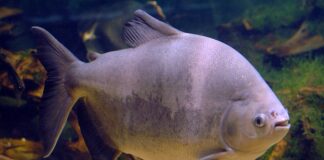 Tambaqui é classificado como vulnerável e pesca pode ser proibida no Brasil