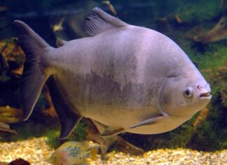 Tambaqui é classificado como vulnerável e pesca pode ser proibida no Brasil