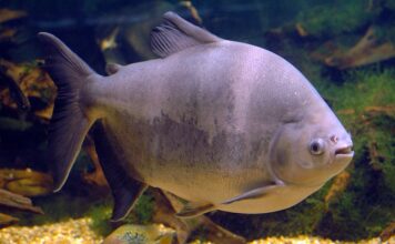 Tambaqui é classificado como vulnerável e pesca pode ser proibida no Brasil