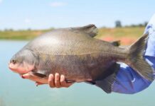 Ameaçado de extinção, tambaqui ainda pode ser pescado e vendido