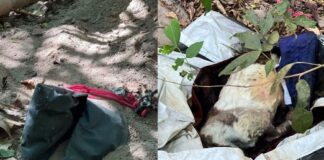 Animal é encontrado em cova rasa na Constantino Nery após denúncia de possível corpo humano