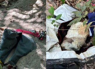 Animal é encontrado em cova rasa na Constantino Nery após denúncia de possível corpo humano