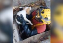 Bombeiros retiram filhote de dentro de bueiro de 15 metros em Manaus