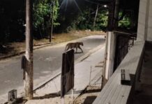 Imagem de suposta onça na Ponta Negra alerta moradores de Manaus