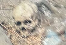 Crânio humano é encontrado em meio ao lixo no Parque das Nações, em Manaus