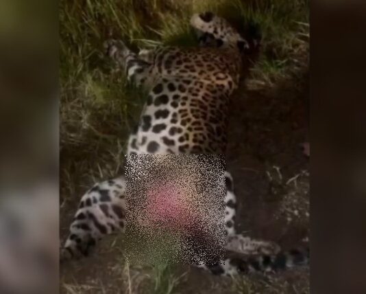 Onça-pintada morre após ser atropelada às margens da BR-319, no Amazonas