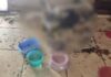 Mulher é presa após polícia encontrar 29 gatos em situação de maus-tratos no Parque 10