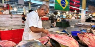 Tambaqui ameaçado: manauaras temem que peixe fique raro e mais caro nas feiras de Manaus