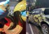 Sucuri mobiliza Guarda Municipal durante tentativa de atravessar avenida no Dom Pedro