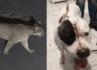 Onça-parda entra em residência e deixa pitbull gravemente ferido