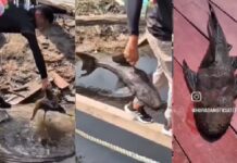 VÍDEO: Bodó ‘maceta’ é capturado com as mãos e surpreende pescadores no interior do Amazonas