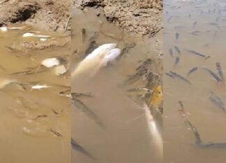 VÍDEO: Grande quantidade de peixes mort0s assusta pescadores e chama atenção em Codajás no Amazonas