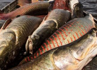 Bacia Amazônica reúne cerca de 2,7 mil espécies de peixes de água doce