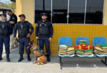 Cadela farejadora ‘Zaya’ localiza 30 kg de cocaína em malas dentro de ônibus em Manaus