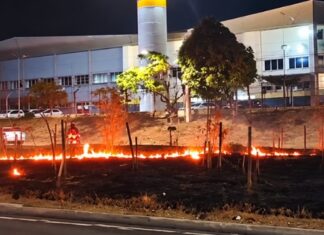 Incêndio destrói árvores replantadas recentemente em canteiro próximo à Dafra, em Manaus