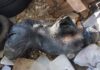Mulher é encontrada m0rta dentro de saco plástico no bairro Vila da Prata
