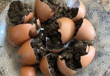 Policial penal encontra “ovos de maconha” durante inspeção de alimentos em presídio
