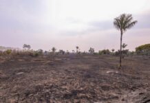 Chamas atingem área de 700 hectares e mobilizam bombeiros durante a madrugada na AM-070