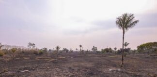 Chamas atingem área de 700 hectares e mobilizam bombeiros durante a madrugada na AM-070