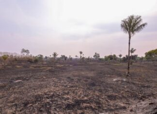 Chamas atingem área de 700 hectares e mobilizam bombeiros durante a madrugada na AM-070