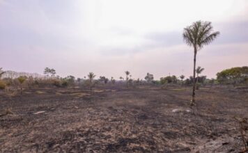 Chamas atingem área de 700 hectares e mobilizam bombeiros durante a madrugada na AM-070