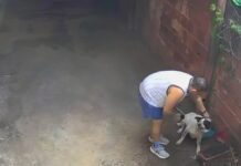 Cachorro é submetido a choques e jatos de água e imagens causam indignação; assista!