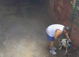 Cachorro é submetido a choques e jatos de água e imagens causam indignação; assista!