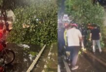 Chuva forte derruba árvore e interdita parte da Avenida Jacira Reis, no São Jorge
