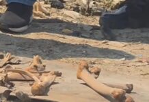 Nova ossada humana é encontrada perto da Feira da Banana um dia após localização de crânio em Manaus