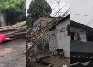 Árvore cai sobre fiação elétrica e causa transtornos próximo ao SPA em Manaus