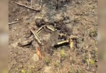 Corpo em avançado estado de decomposição é achado amarrado em área de mata de Iranduba