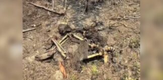Corpo em avançado estado de decomposição é achado amarrado em área de mata de Iranduba