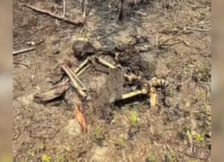 Corpo em avançado estado de decomposição é achado amarrado em área de mata de Iranduba
