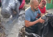 Pilotos de motocross encontram e salvam filhote de peixe-boi preso em lago seco em Parintins
